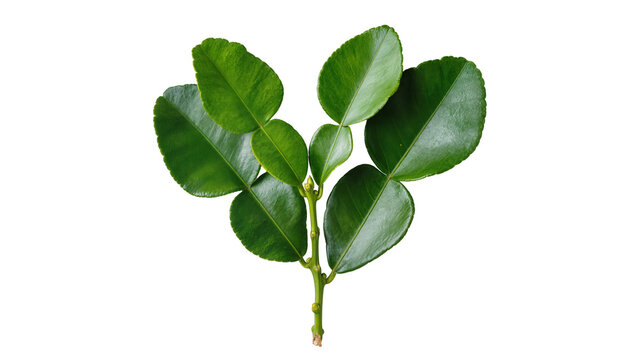 Kaffir lime leaves branch with stem