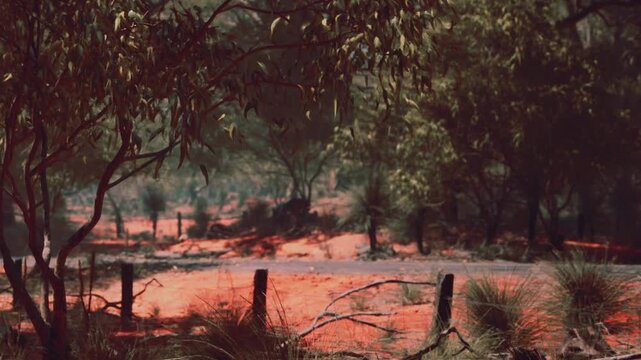 Trees grow in a dry landscape. The ground is red and dusty. The sun is high in the sky. The scene shows a sense of nature with no people present.