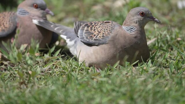 Pair of Oriental Turtle Doves Resting on Grass in Natural Habitat