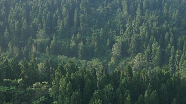 Aerial view of a dense pine forest with lush green trees and misty atmosphere on the rolling hills of Sukabumi, West Java, Indonesia.
