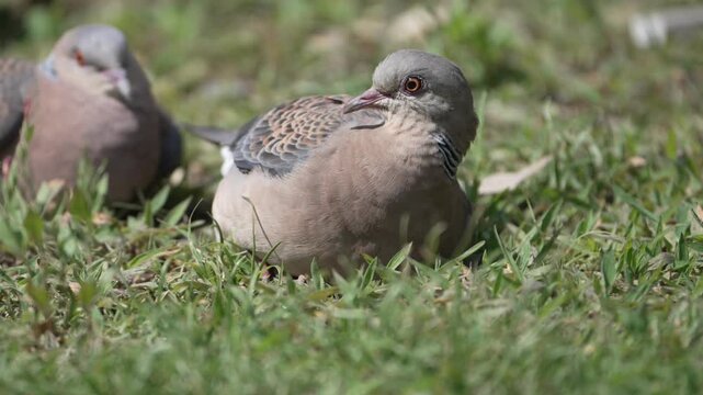 Oriental Turtle Doves Resting on Grass in Natural Habitat