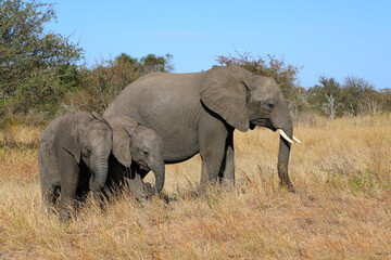 Fototapeta premium Afrikanischer Elefant / African elephant / Loxodonta africana