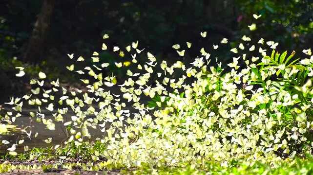 A group of beautiful yellow butterflies flying and perched to eat food and mineral water on the floor outdoors in the natural forest. Beauty in nature of butterfly species in Thailand in the wildlife.