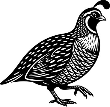 Quail vector silhouette illustration with detailed feathers and crest on white background
