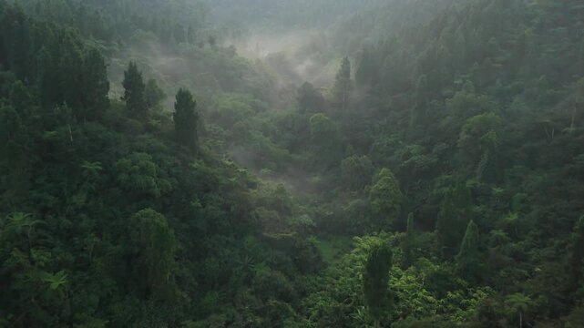 Aerial view of misty tropical forest and dense green vegetation in a deep valley during a foggy morning Sukabumi, West Java, Indonesia.