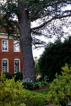Formal garden with tree in Fredericksburg, Virgina