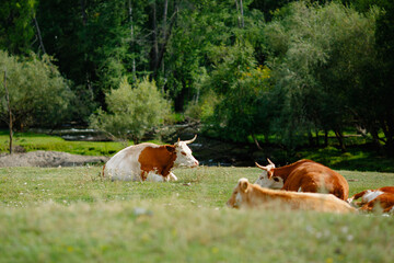 Obraz premium Cows resting peacefully in lush green pasture with forest background