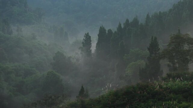 Aerial view of dense tropical forest shrouded in thick morning mist with lush green trees and vegetation in Sukabumi, West Java, Indonesia.
