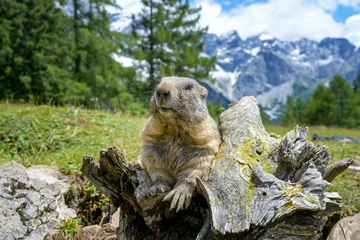 Alpenmurmeltier in Österreich / Salzburger Land © Henry Czauderna