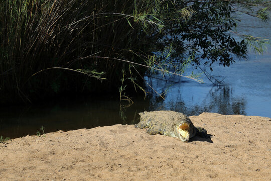 Nilkrokodil / Nile crocodile / Crocodylus niloticus