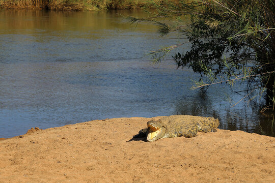 Nilkrokodil / Nile crocodile / Crocodylus niloticus