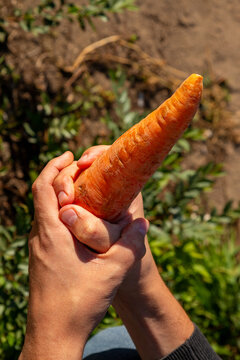 Man holding carrot in hand as metaphorical representation of male potency and erectile dysfunction awareness. Symbol of men health issues, vitality, and sexual wellness for clinical advice.
