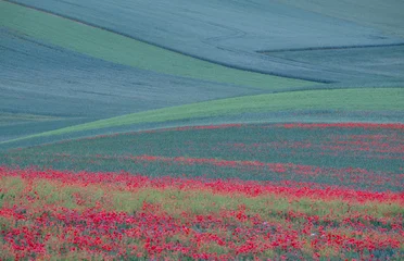 Stunning undulating agricultural landscape with red poppies, photographed during a dry spell in South Moravia in the Czech Republic. The area is known as Moravian Tuscany for its rolling hills. © Lois GoBe