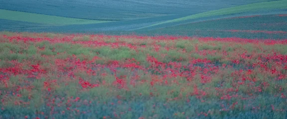 Stunning undulating agricultural landscape with red poppies, photographed during a dry spell in South Moravia in the Czech Republic. The area is known as Moravian Tuscany for its rolling hills. © Lois GoBe