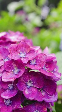 Purple and green high contrast hydrangea with macro scope.