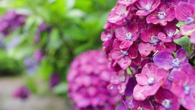 Purple and green high contrast hydrangea with macro scope.