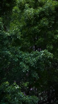 Strong wind makes the trees bend. A natural phenomenon. The onset of storms and storms.