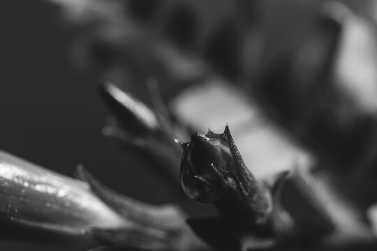 flor