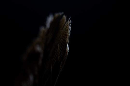 pluma
