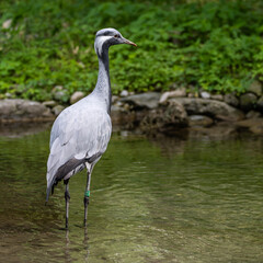 Fototapeta premium The Blue Crane, Grus paradisea, is an endangered bird
