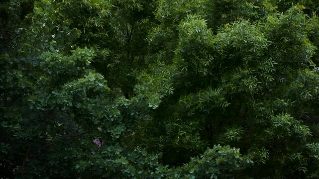 Strong wind makes the trees bend. A natural phenomenon. The onset of storms and storms.