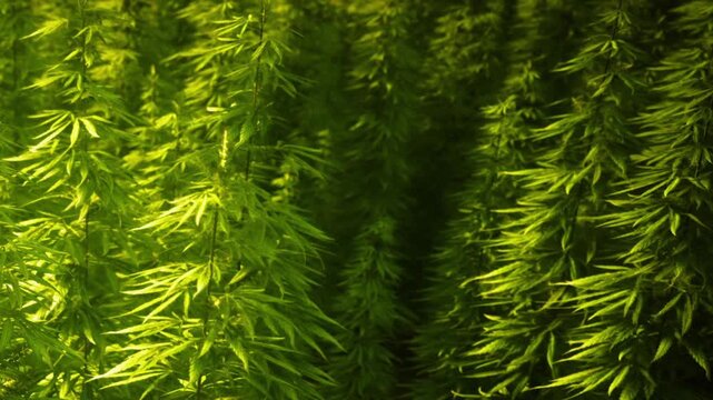 Many cannabis plants grow closely together in a large indoor garden. The plants are green and vibrant with tall stems and numerous leaves. This setting shows an agricultural process.