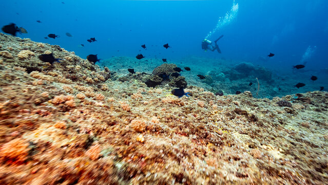 Underwater POV shot drifting over the rocky plateau of Peleliu, Palau
