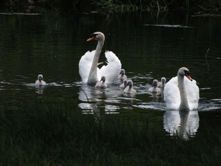 A bevy of Swans and Cygnets, a family of swans with babies, Mute swan (Cygnus olor) © TPS