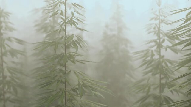 Hemp plants stand tall in a field surrounded by fog. The early morning light creates a soft atmosphere. Dew settles on the leaves, adding to the fresh feel of the day.