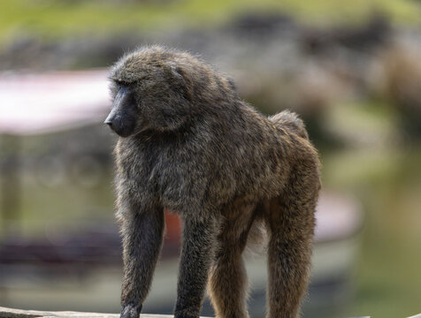 
Photo of the baboon boss in a pose