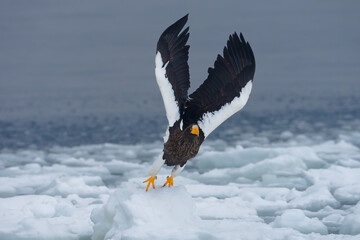 Steller's sea eagle Haliaeetus pelagicus launching into flight from drift ice © OvidiuDaniel