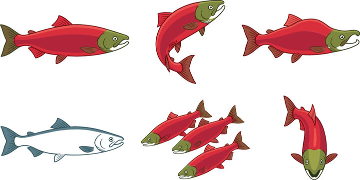 Sockeye salmon fish vector illustration set with red spawning salmon leaping swimming in school and silver phase isolated on white background
