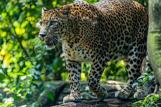 The Sri Lankan leopard (Panthera pardus kotiya) is a leopard subspecies native to Sri Lanka. 
It  has a tawny or rusty yellow coat with dark spots and close-set rosettes. 