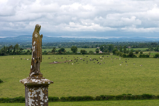 Virgin Mary Statue and a Field of Cows - Rock of Cashel