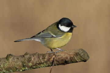 Obraz premium Great Tit Bird (Parus major) Perching on a Tree Branch with Blurred Natural Background