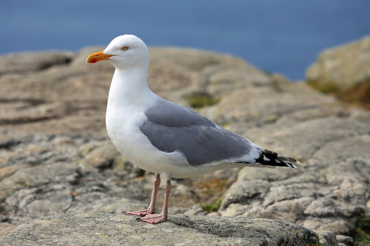 Silberm&ouml;we (Larus argentatus) steht auf einem Felsen an der K&uuml;ste vor verschwommenem Meer. Hochwertiges Tierportr&auml;t eines Seevogels in nat&uuml;rlicher Umgebung bei Tageslicht.