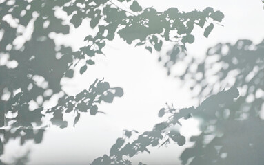 Fototapeta premium Sunlight filtering through the trees on a white wall, soft light and shadow, background material 