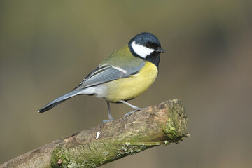 Great Tit Bird (Parus major) Perching on a Tree Branch with Blurred Natural Background © Badr