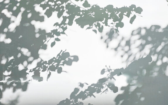 Sunlight filtering through the trees on a white wall, soft light and shadow, background material 