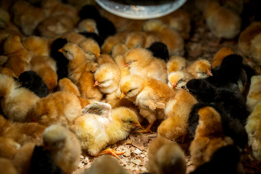 Hampshire and Australorp chicks under heat lamp in poultry farm brooder.