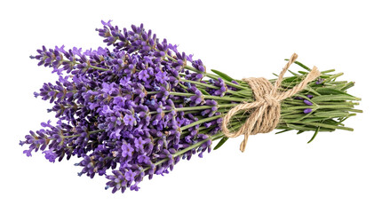 Fresh lavender bunch tied with twine rope isolated on transparent background for herbal design concepts. © Png ProTeam