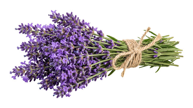 Fresh lavender bunch tied with twine rope isolated on transparent background for herbal design concepts.