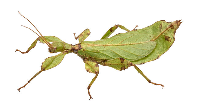 Insects leaf insect camouflage in nature on a transparent background PNG, perfect for design.