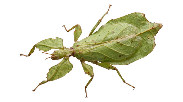 Insects leaf insect camouflage in nature on a transparent background PNG, perfect for design.