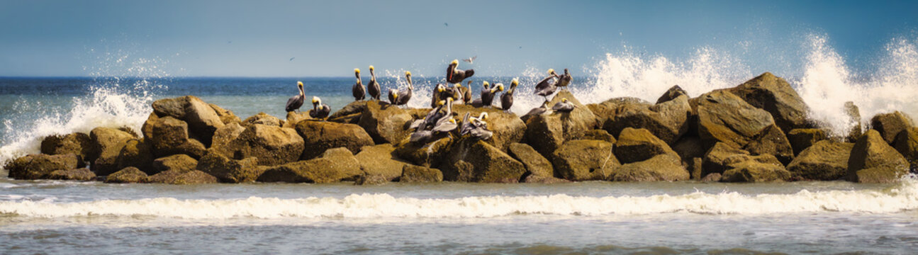 Flock of brown pelicans resting on a rocky jetty as ocean waves crash with white sea spray at Amelia Island State Park in Florida during dynamic coastal wildlife and seascape photography