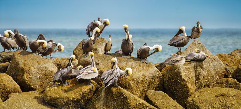 Flock of brown pelicans resting and preening on a rocky jetty at Amelia Island State Park in Florida displaying characteristic yellow heads and grey plumage against a blue ocean water background