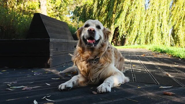 Golden Retriever Dog Resting In Park