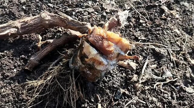 High angle close up of a static dead root structure showing slight white fungal growth on dirt.
