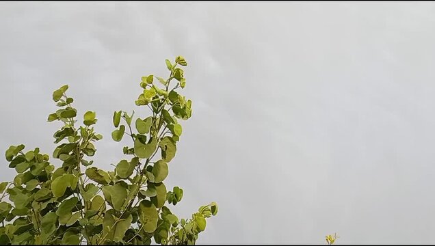 Bauhinia Tree Leaves Close Up, Kachnar Orchid Tree with Distinctive Two Lobed Foliage