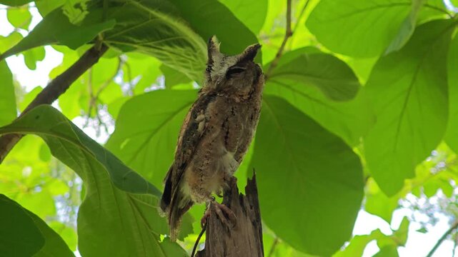 An owl on the branch